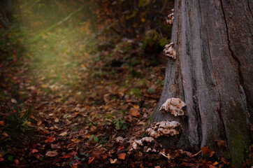 Old dead tree with tinder fungi in autumn forest. Fallen leaves on the ground. Fall landscape