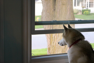 Dog Looking Out a Window, Waiting for his Human to Come Home