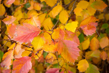 Beautiful colorful autumn leaves.