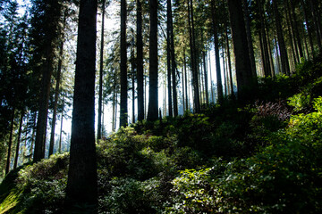 Beautiful landscape photos of a forest in the morning sun