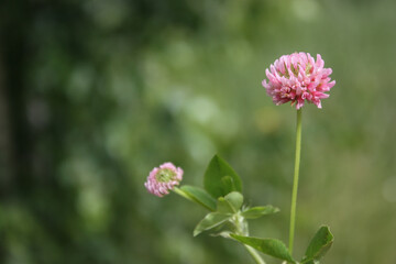 pink flower in the meadow