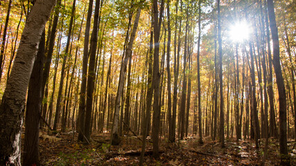 fall forest with sun and rays in upper right