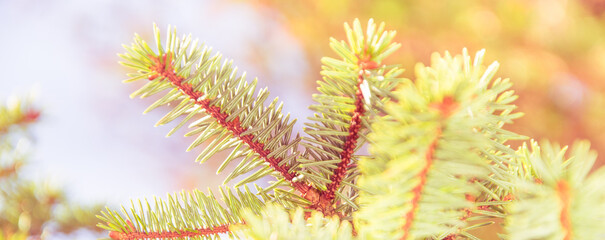 Fir tree brunch close up. Shallow focus. Fluffy fir tree brunch close up. Christmas wallpaper concept. Copy space.