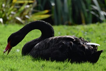 Fototapeta premium Wildlife park Animals