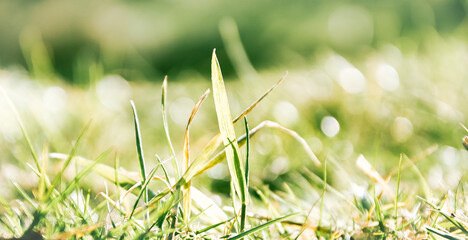 Grass closeup with fine water drops spraying down and creating a beautiful light effect background, shallow focus