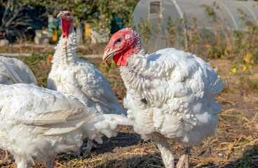 Free-range turkey. Breeding turkeys on the farm. A flock of turkeys walks in the pen on the farm. A flock of large turkeys on an open pasture.