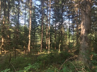 trees in the forest