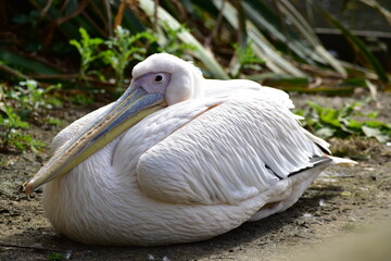 Wildlife park Animals