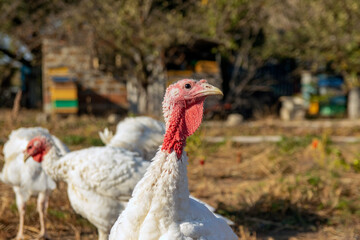  free-range turkey. Turkey on the farm, turkey breeding. White turkey portrait. A herd of turkeys on the farm. A turkey was grown on a pasture on a farm.