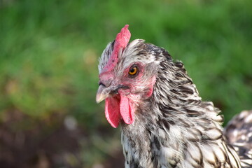 Wildlife park Animals