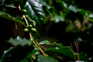 arabica coffee berry on tree coffee beans in north of Thailand.
