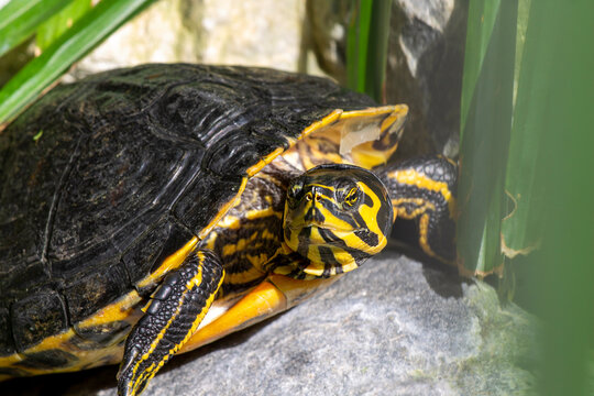 yellow and black turtle on the rock with distrustful expression