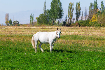 White horse grazes in the meadow. Summer farm landscape