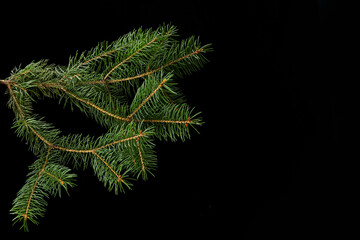 green fir branch isolated on black background, Christmas fir.