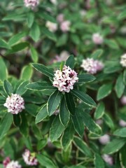 pink and white flower