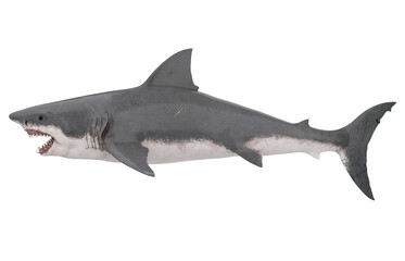 Great White Shark Isolated