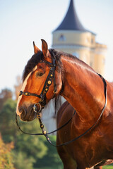 beautiful draft horse posing agaist at castle tower background. Vladimir heavy draft breed