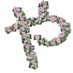 花の写真でひらがな