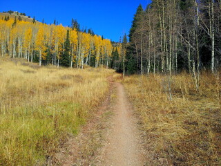 Fototapeta na wymiar Little Water Trail in October, Millcreek Canyon, Salt Lake City, Utah