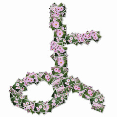 花の写真でひらがな