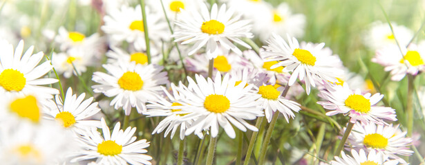 Beautiful daisy flowers spring time in Scotland