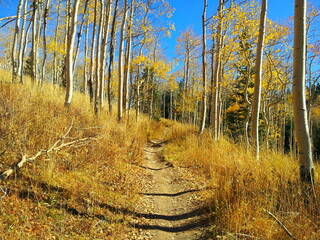 Golden Aspens in the Fall, Millcreek Canyon, Salt Lake City, Utah