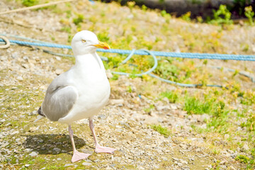 Greedy birds - seagulls are common intruder on Scottish coasts