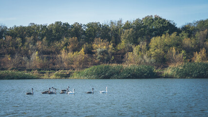 Fototapeta na wymiar A group of swans on a small lake in the autumn.