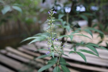 Vitex negundo, commonly known as the Chinese chaste tree or 