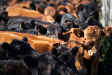 hacienda angus en el campo