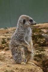 Fototapeta premium Wildlife