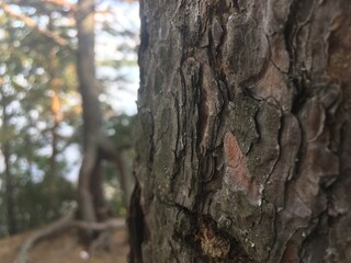 bark of a tree