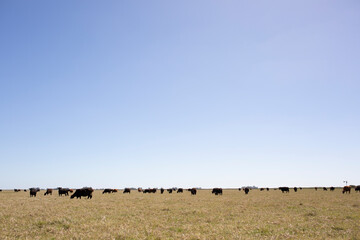 angus en el campo americano