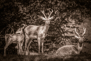 Deer Stags and Fawn