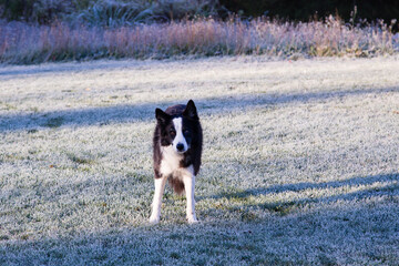 Frontal view of handsome unleashed smooth haired border collie dog standing in frosted grass staring with intensity, Levis, Quebec, Canada