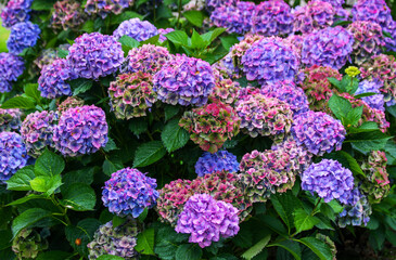 Hydrangea or hortensia plant blooming with large pink flowerheads panicles corymbs turning violet to blue in summer garden in Ireland