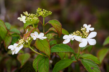 Raindrops on white flower petals, selective focus