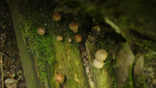 Small spectacular mushrooms, moist beautiful green forest. A hand-held shot with a film feeling, image and spread.