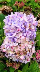 Pink and purple spotted hydrangea flower blooms. 