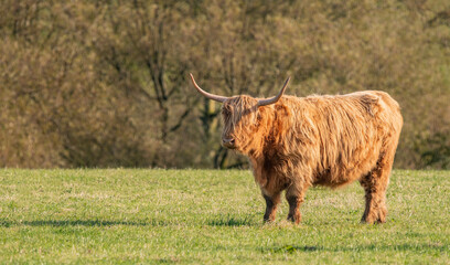 A close up photo of a Highland Cow 