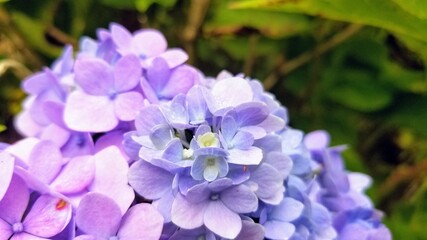 Blue and purple hydrangea on the bush. Close up.
