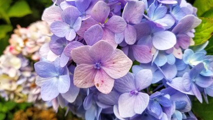 Purple, blue, and pink hydrangeas, very close up.