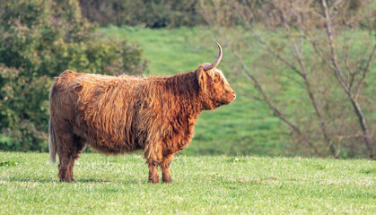 A close up photo of a Highland Cow 
