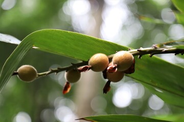 Close up of Fresh Cardamom, sometimes cardamon or cardamum- a spice made from the seeds of several plants in the genera Elettaria and Amomum in the family Zingiberaceae on the tree
