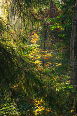 Fototapeta premium light shines trough the trees, sunny day in the woods, pine forest 