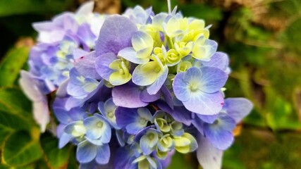 Pink, purple, white, and green hydrangea flower bloom. 