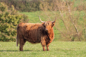 A close up photo of a Highland Cow 