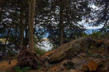 trees in the forest