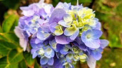 Young hydrangea flower just in bloom. Blue, white, and light green.