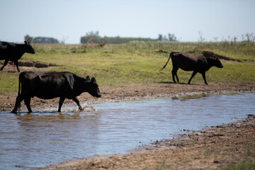 angus en el campo americano